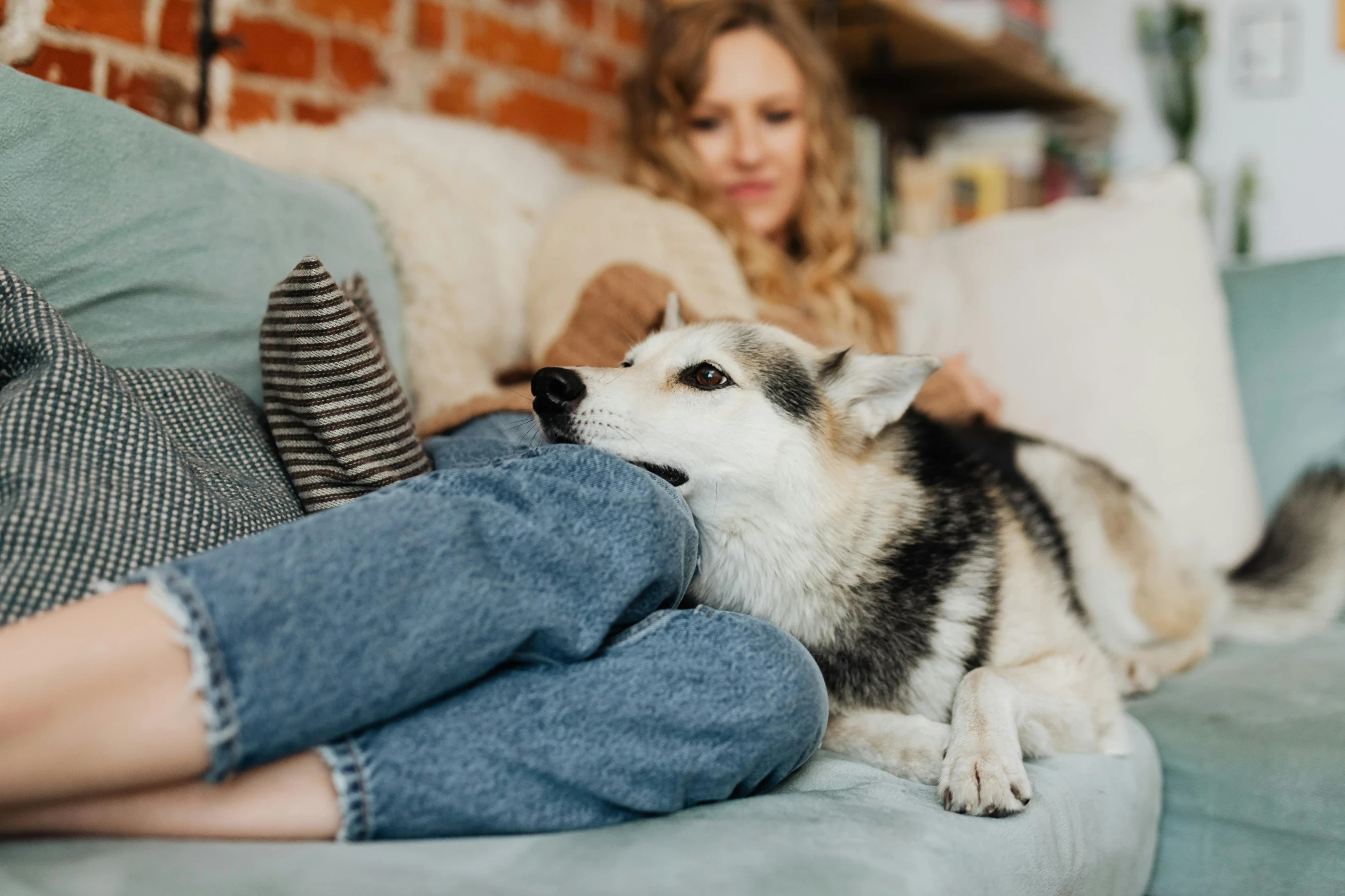 a dog lying on a person's lap with a brick wall behind it