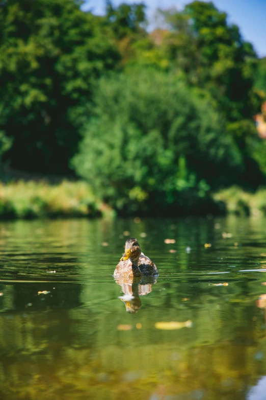 a bird sitting on top of a lake near a forest