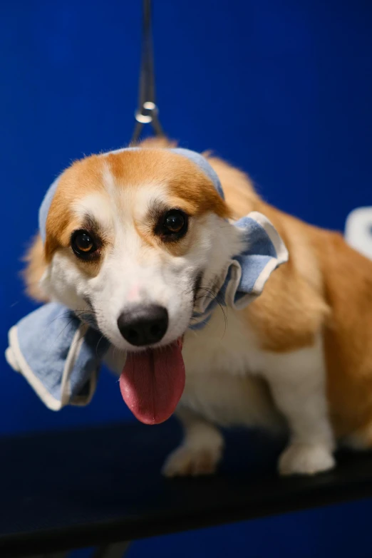 a small dog with it's tongue hanging off the end of a leash