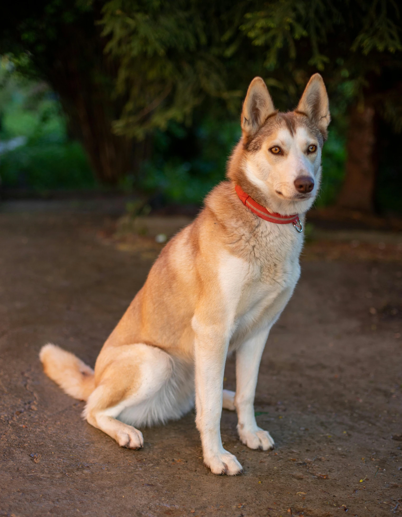 dog with collar sitting on dirt road in park