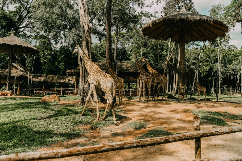 three giraffes standing around in their natural pen