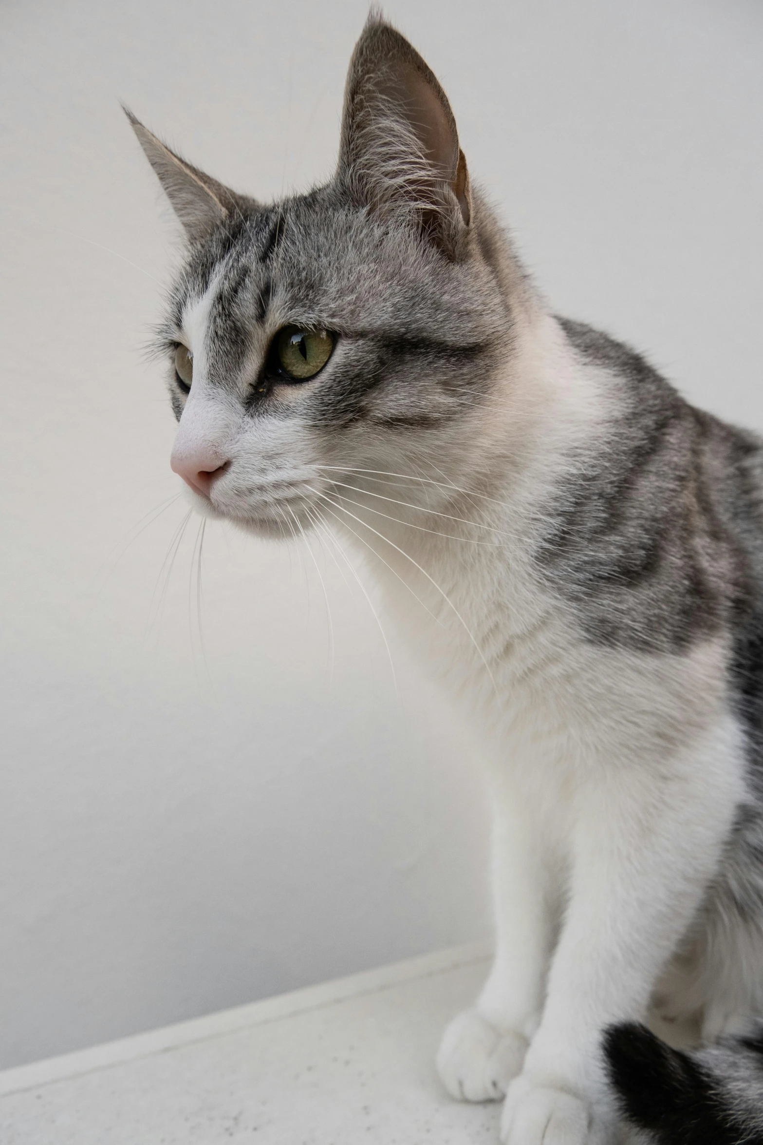 a grey cat with white whiskers sitting on top of a shelf