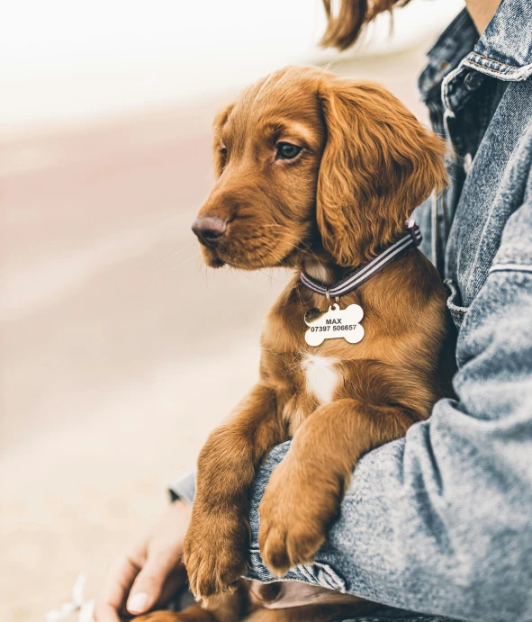 a person with a dog on their lap