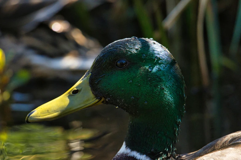 a bird with green feathers and white head is in the water