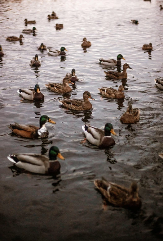 a bunch of ducks floating on top of water