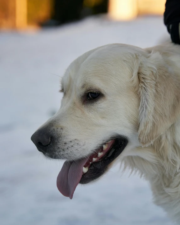 a white dog is in the snow with his tongue out