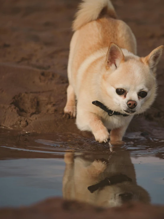 a dog in the mud walking through some water