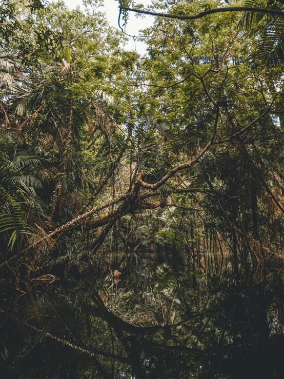 view of trees in the forest with their nches and leaves hanging down