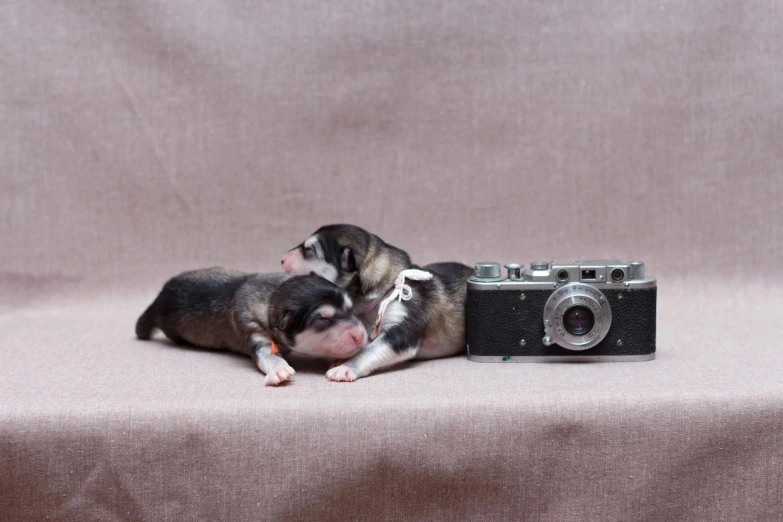 the small puppy is on a table next to a camera