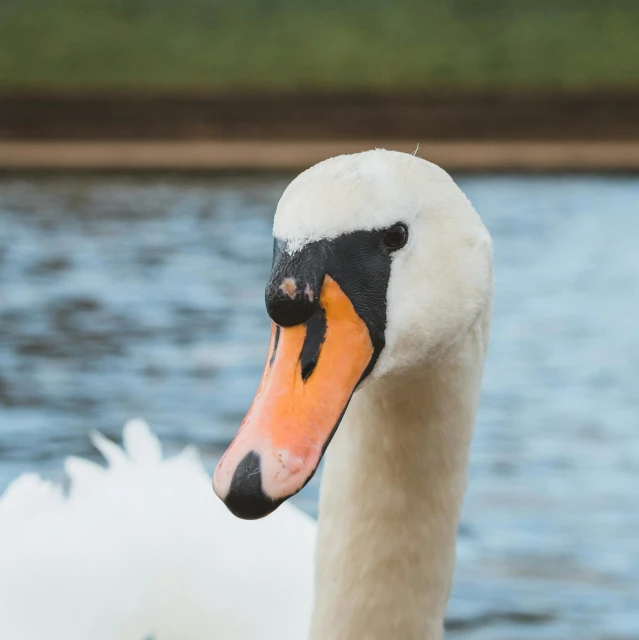 a white swan with black, orange and yellow beak on it's face