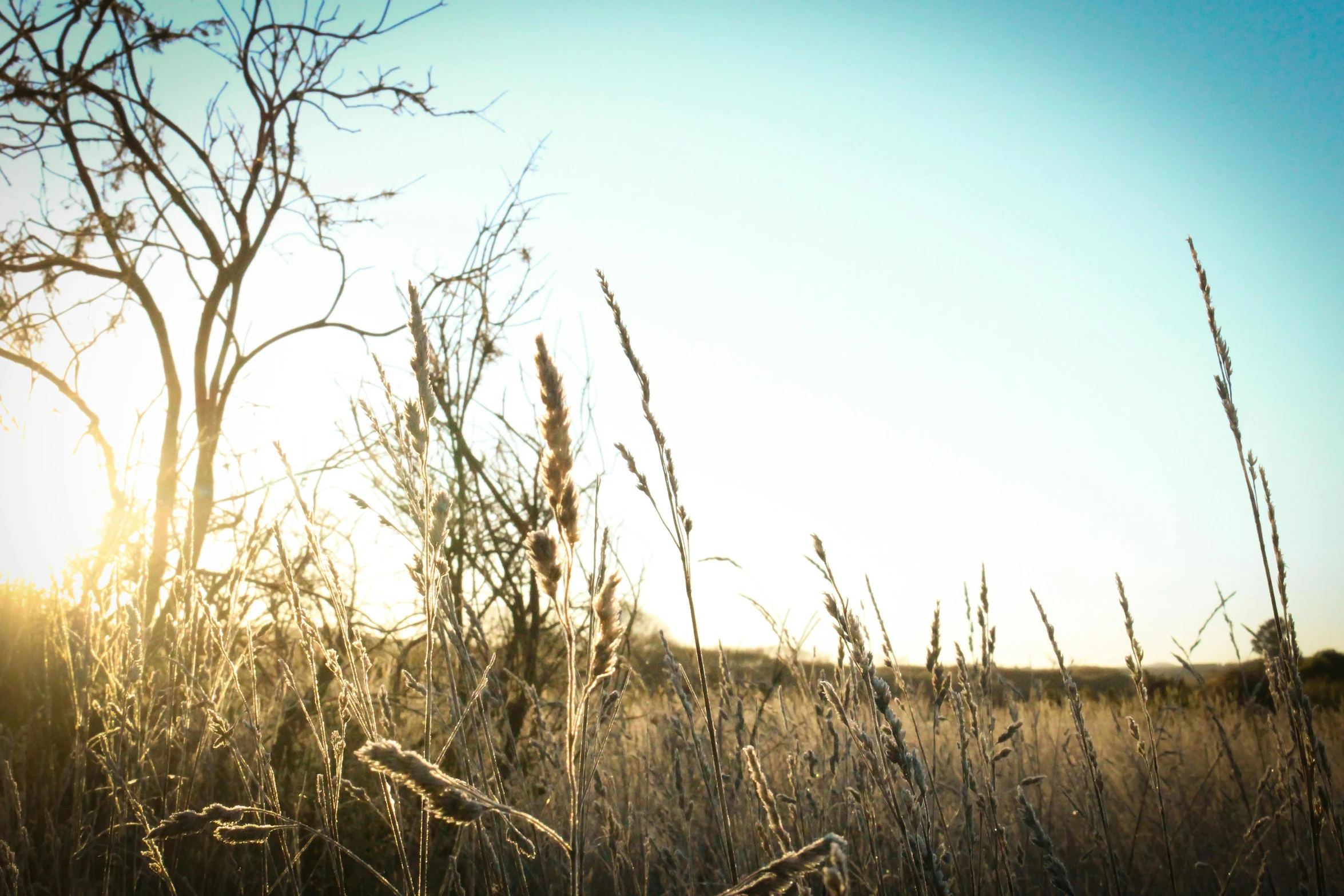 a field is shown with some dead flowers