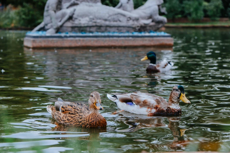 several ducks are swimming in the pond next to a statue