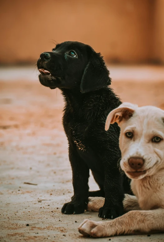 two small black dogs sitting next to each other