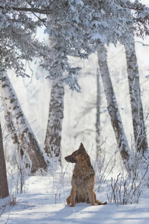 a dog is sitting in the snow looking up at a tree