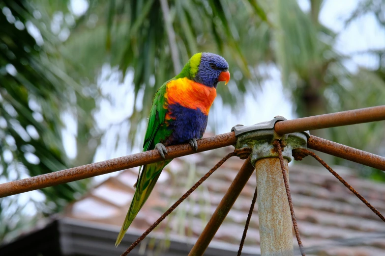 multicolored bird sitting on the top of a bamboo pole