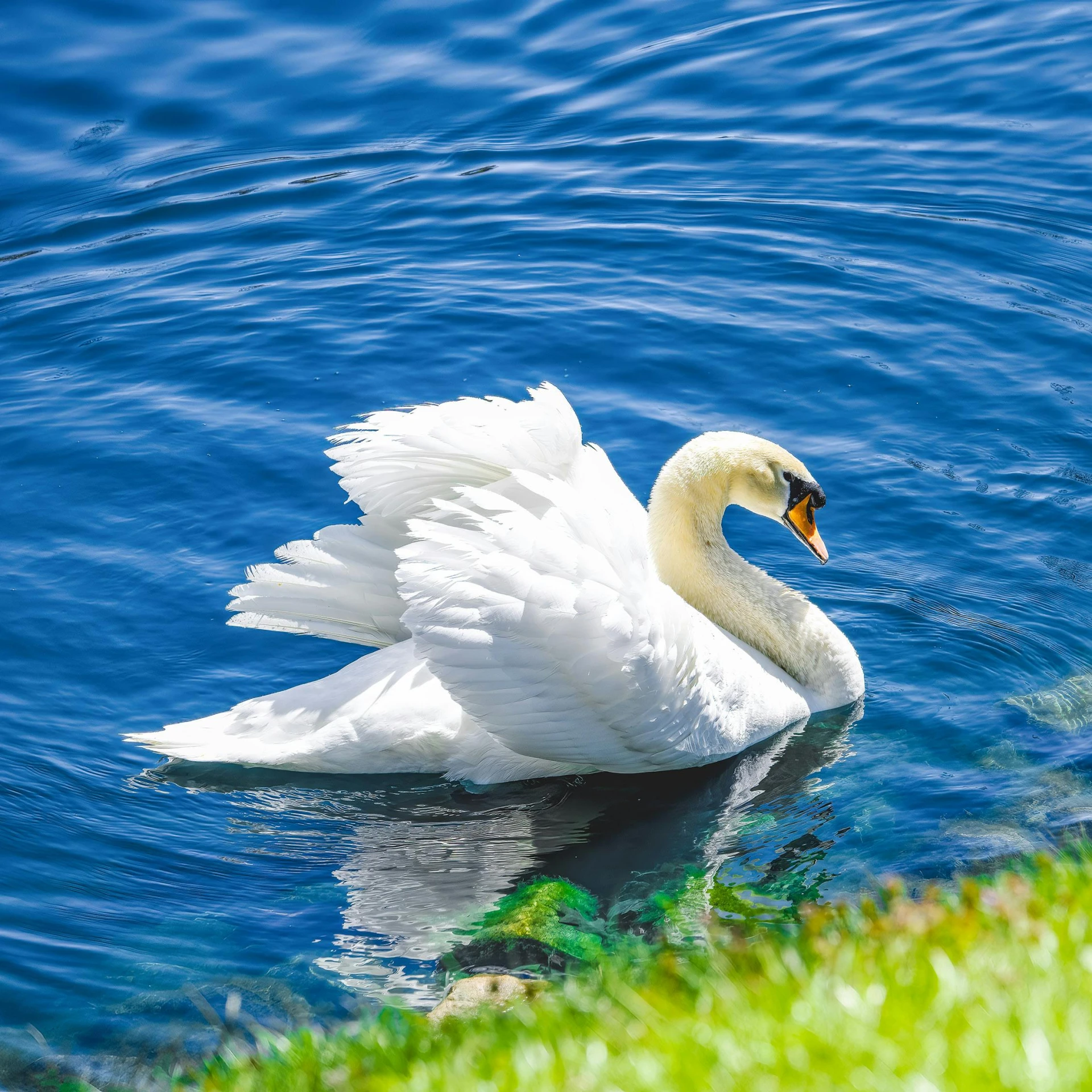 a large white swan swimming on the water