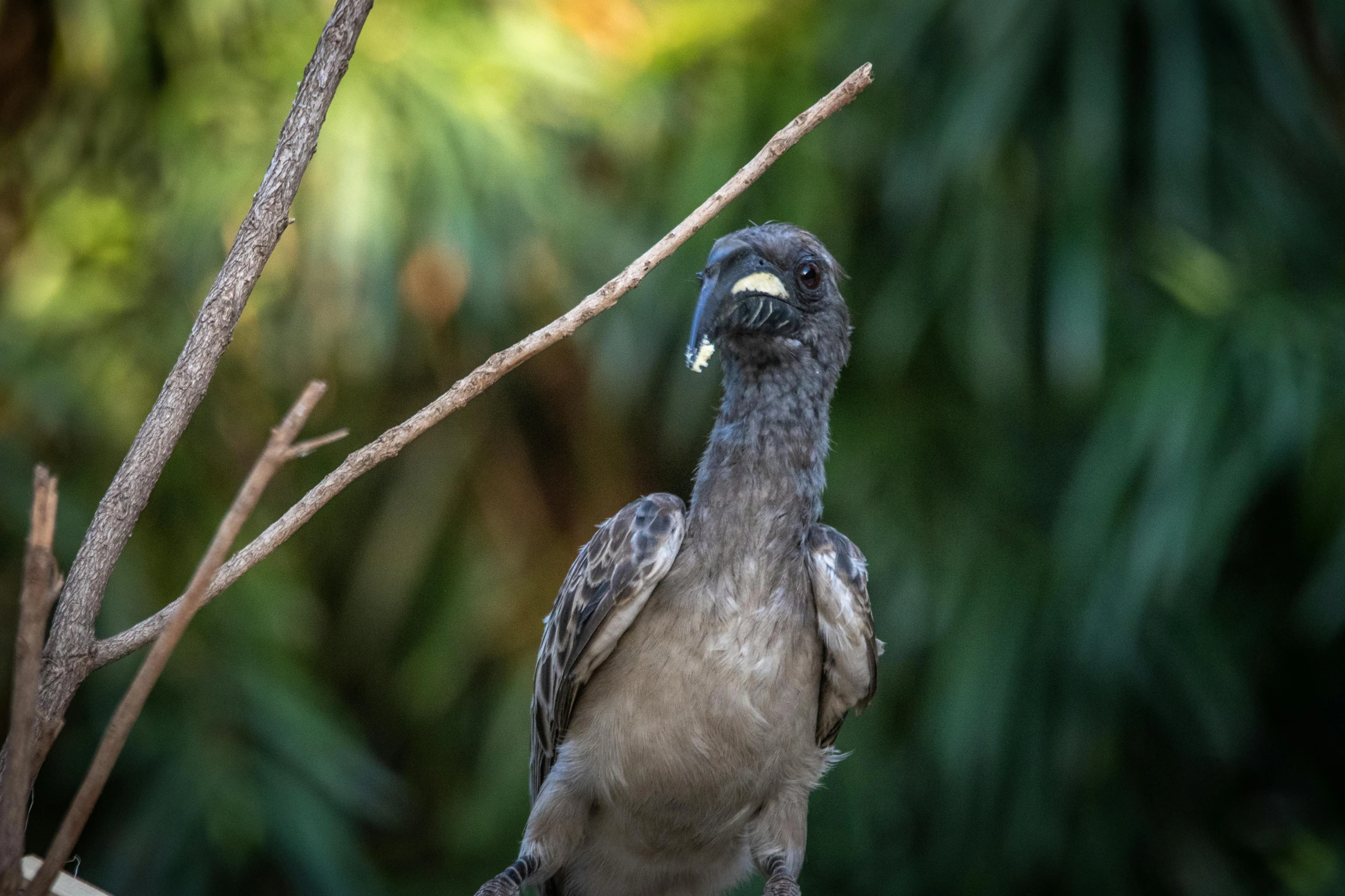 the bird is perched on the nch of the tree