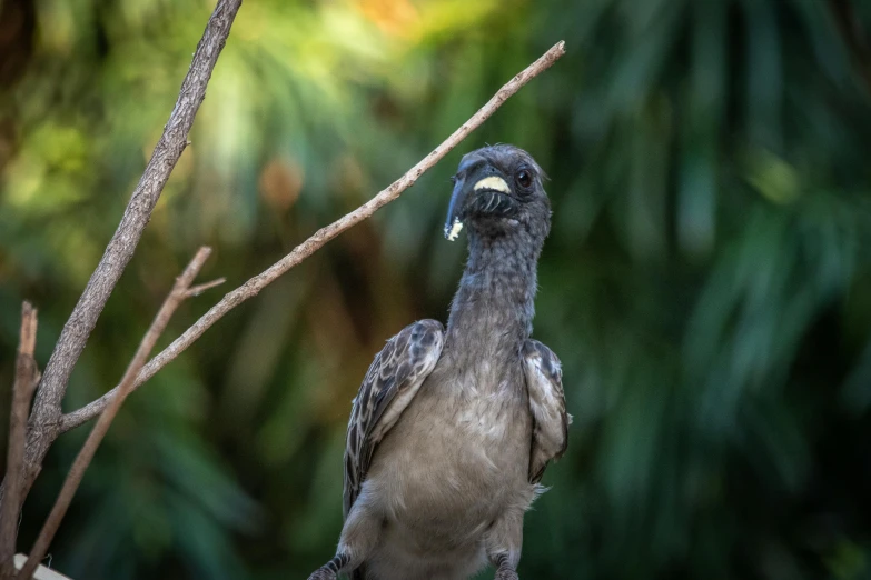 the bird is perched on the nch of the tree