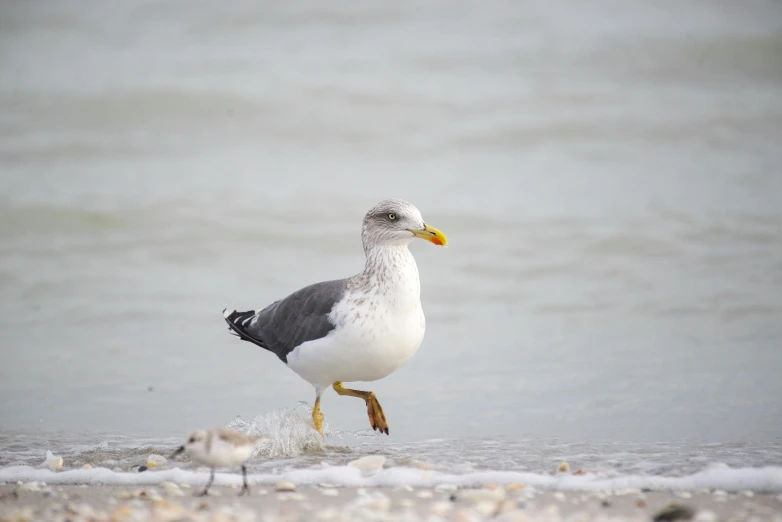 a seagull standing alone on the sand of the beach