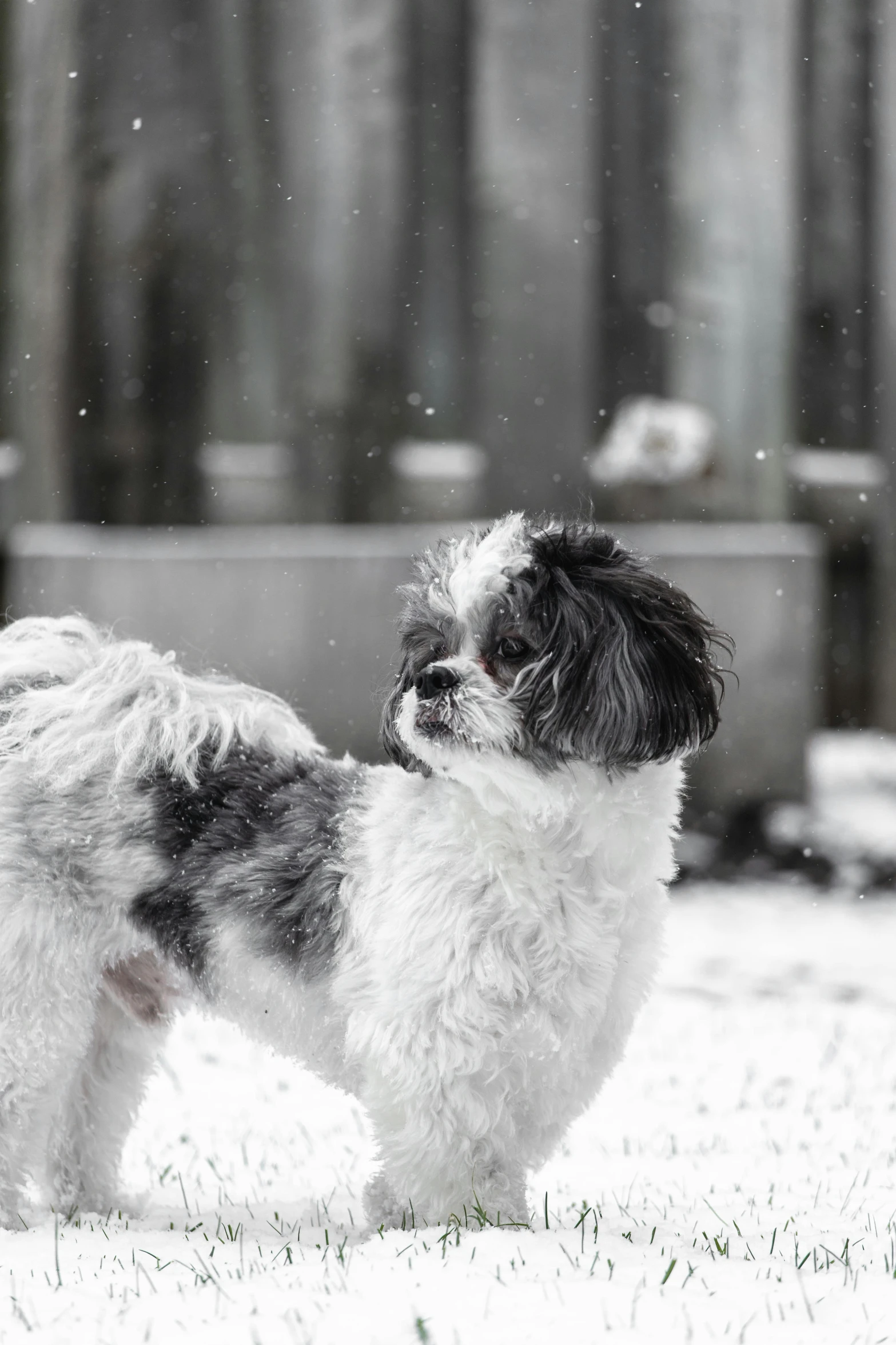 a small dog is standing in the snow