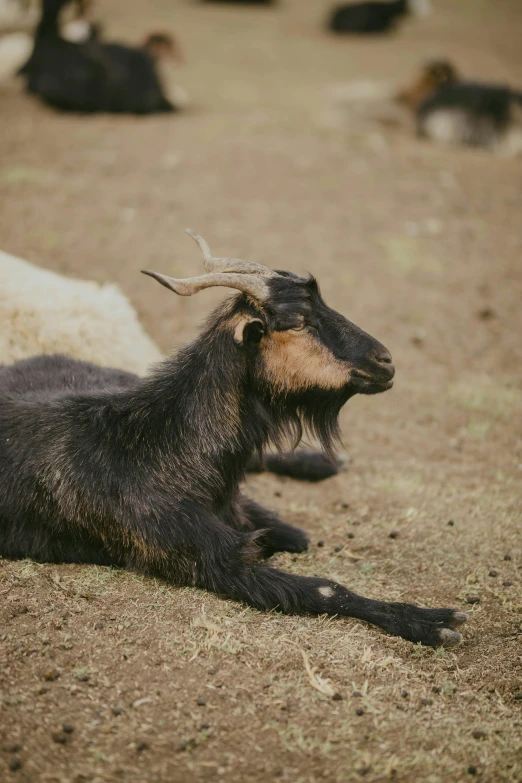a black goat with horns lying in an open field