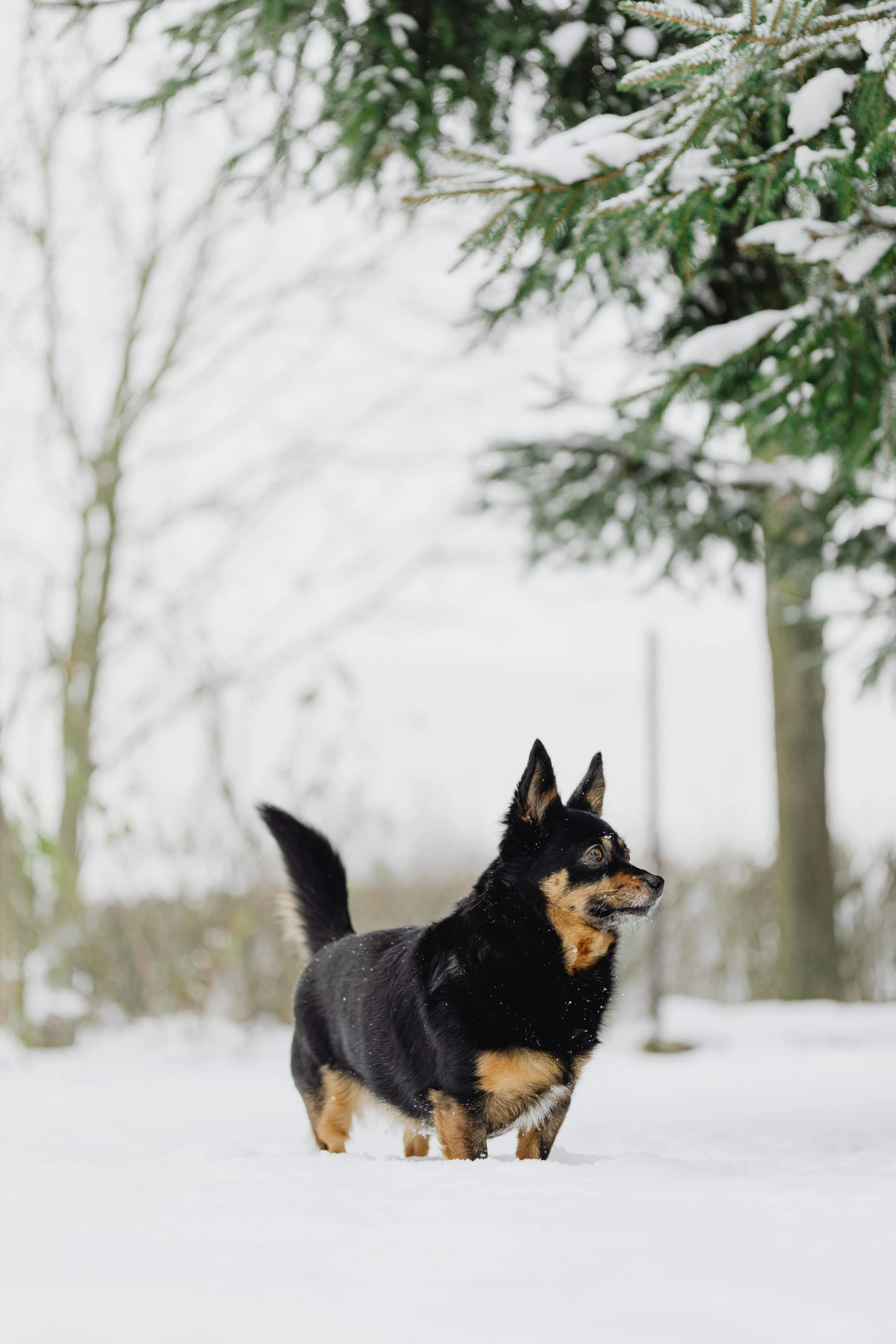 a black and brown dog in the snow near trees