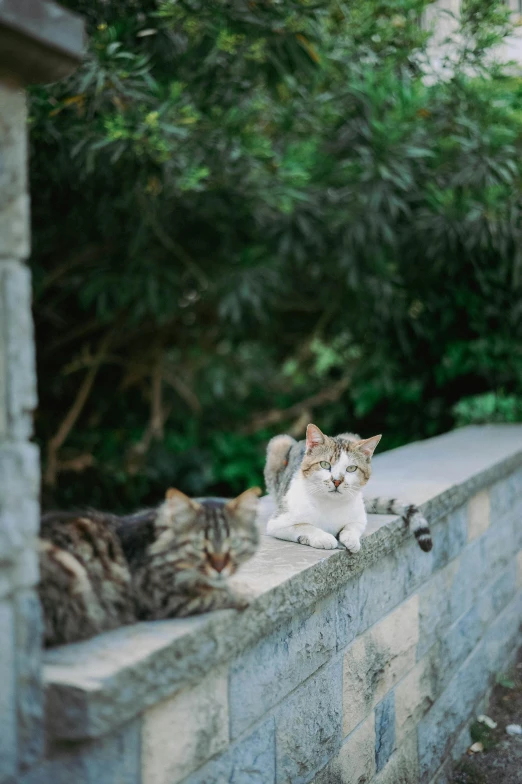 two cats lying on a wall, looking up