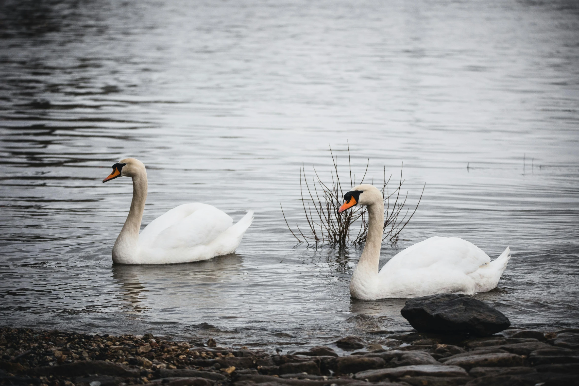 two white swans swimming on top of a lake