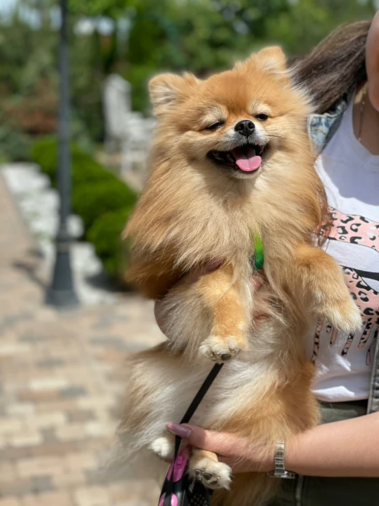 the woman is holding the small dog in her arms