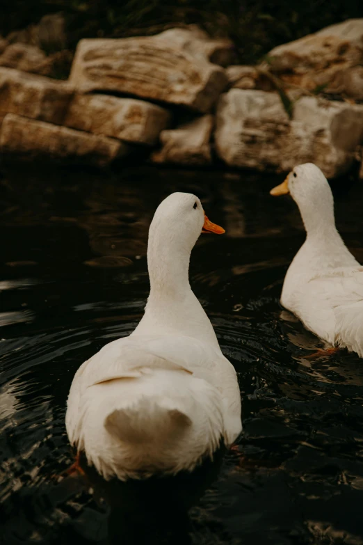 a couple of white ducks floating on top of a lake