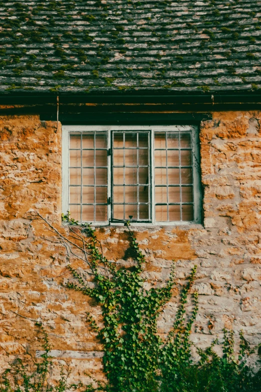 an old house with window and a bush growing out the side