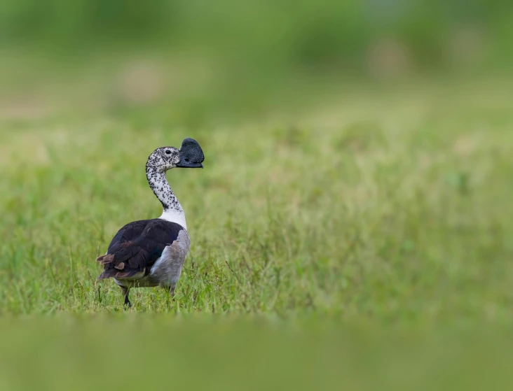 a bird is standing in the grass on a sunny day