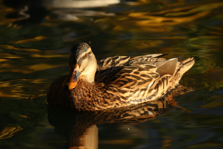 duck on the water at a park floating