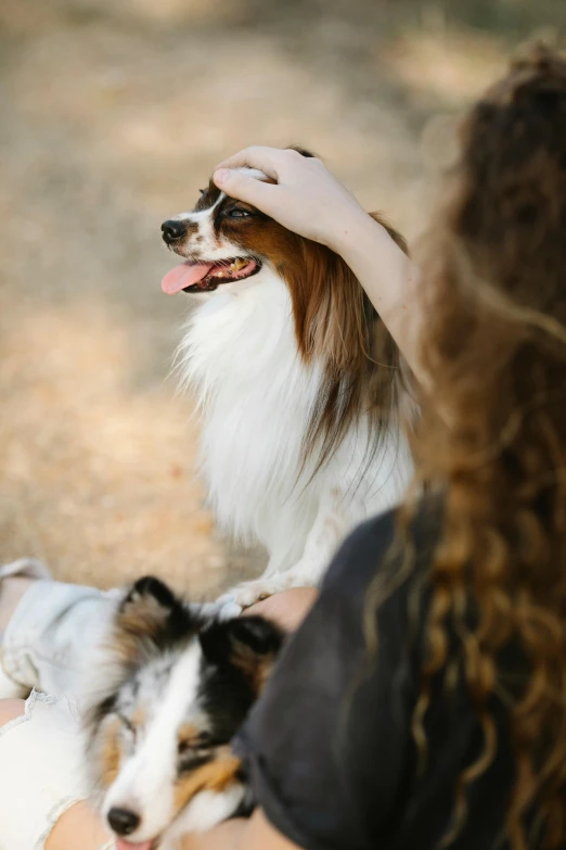 a small white and brown dog sitting on a woman's lap