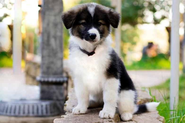 a brown, white and black puppy is sitting on some dirt