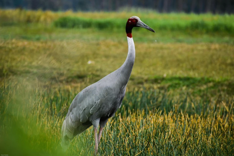 a white bird stands in a grassy field