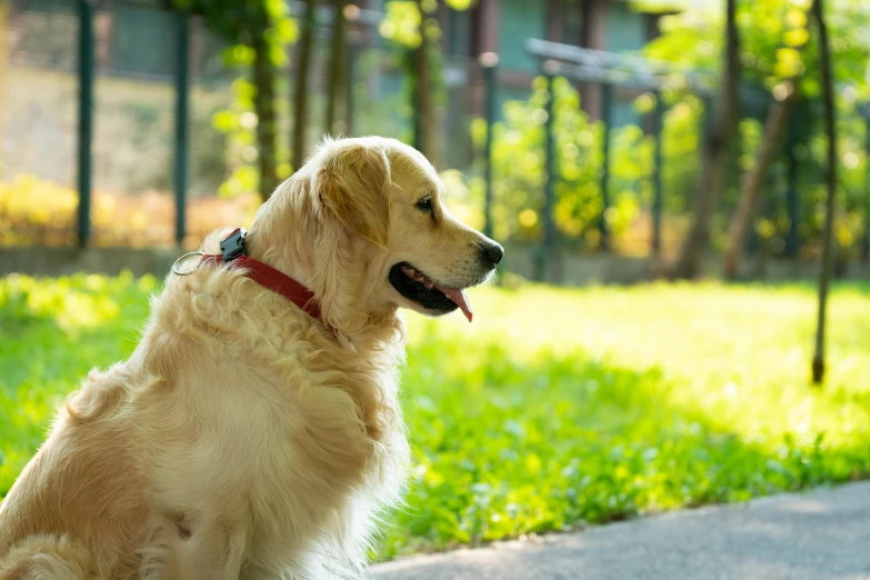 the dog is sitting alone on the sidewalk