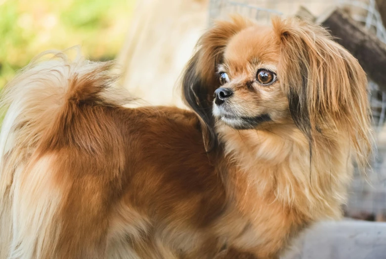 the close up po shows a long haired pomeranian dog looking towards the camera