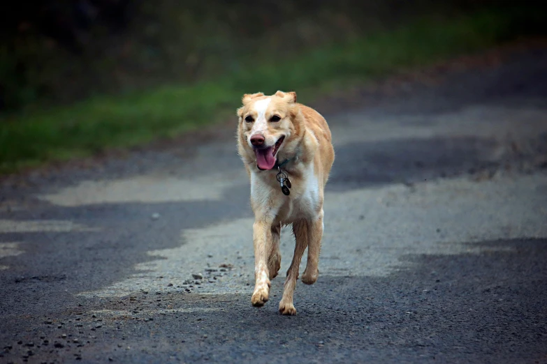 a dog walking across a road next to grass