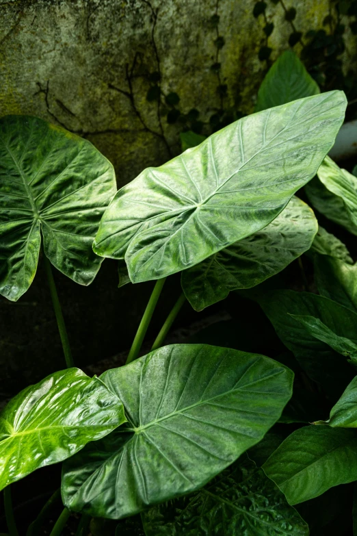 a plant that is growing in some dirt