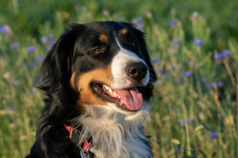 the dog has a happy look as he sits in a field full of purple flowers