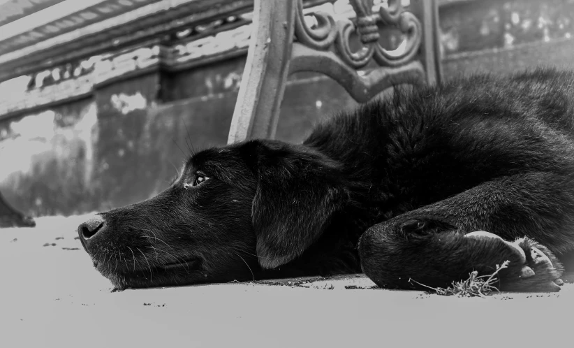 the large black dog is resting on the sidewalk