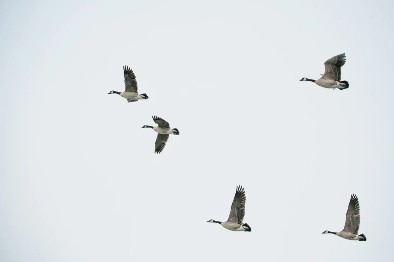 several geese are flying through the air together