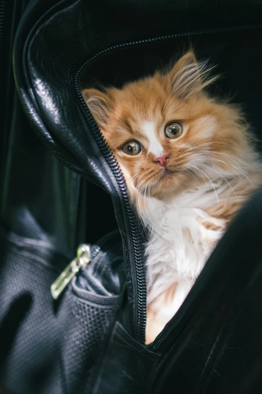 small kitten sits in the inside of black duffel bag