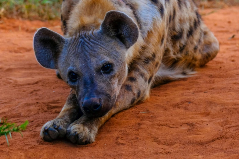 a spotted hyena lies on the ground and looks tired