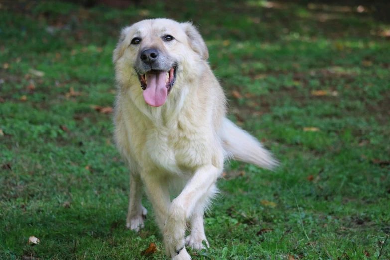 a big dog that is running across some grass