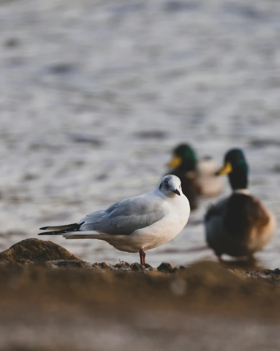 three birds standing on sand on the beach