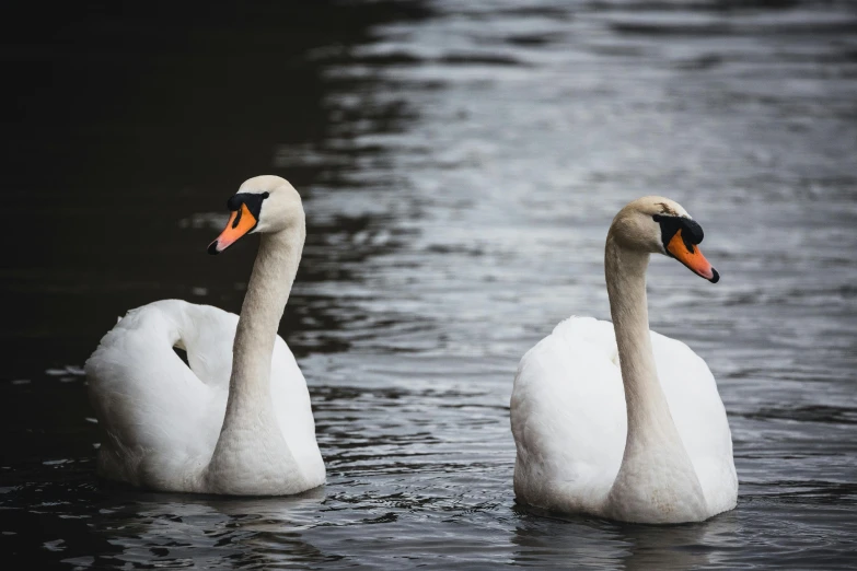 two white geese floating on top of a body of water
