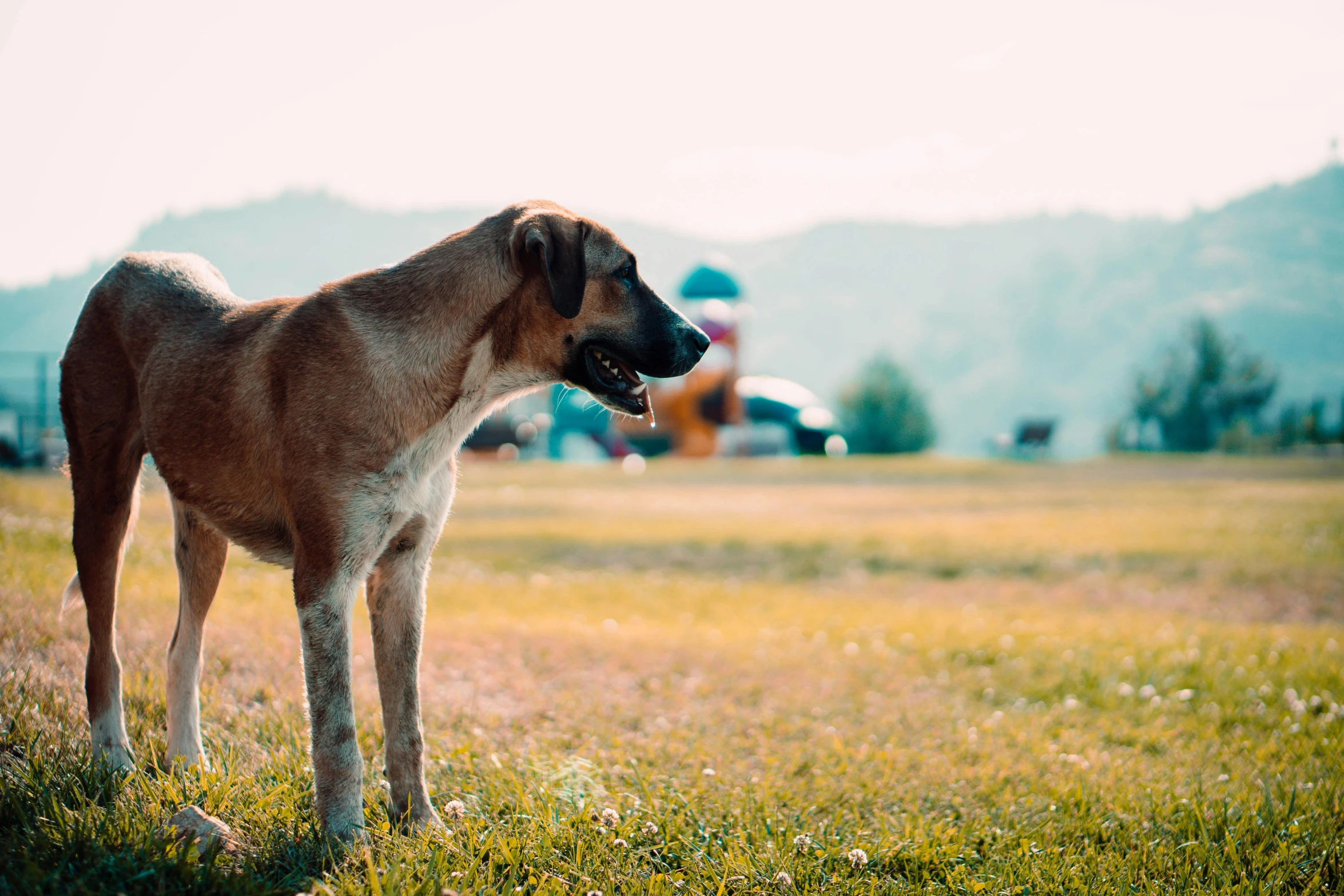 a dog is standing alone in an open field