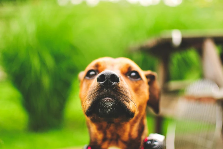 a close up of a dog on a bench